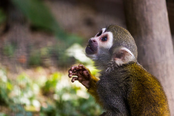 Cute squirrel monkey