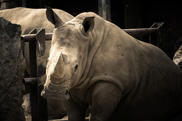 Rhino in captivity looking at the camera