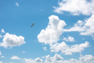 seagulls flying in blue cloudy sky