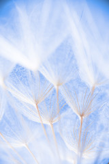 Abstract macro photo of plant seeds at a morning