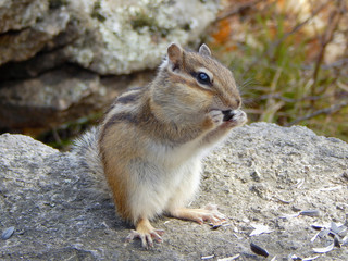 Chipmunk on the stone eating the seeds