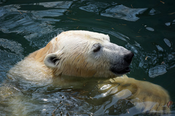 Polar bear in zoo