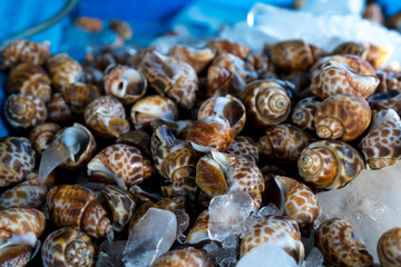 The snails 