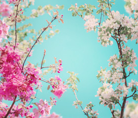 blossom apple trees on background sky