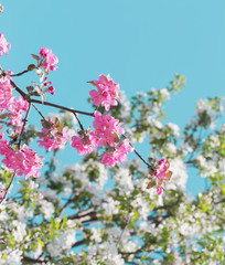 blossom apple trees on background sky
