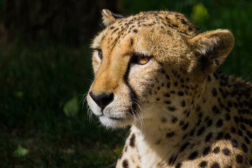 Closeup of a cheetah