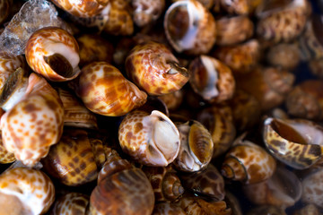The snails 