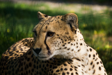 Closeup of a cheetah