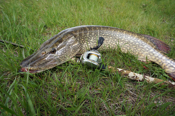 Fototapeta premium Fishing catch