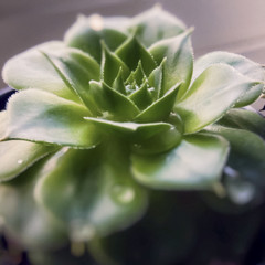 Close-up of plant