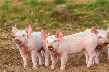 Junge Schweine in Freilandhaltung