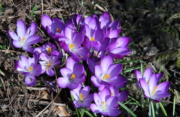 Erste Frühlingsblumen