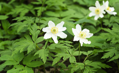 Obraz na płótnie Canvas Spring white forest flowers