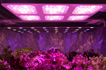 Smart indoor farm and Photoperiodism concept. Selective focus on sprinkler water head and Artificial LED panel light source used in an experiment on vegetables plant growth