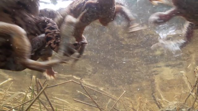 Toads in mating season, Bavaria, Germany
