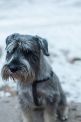 Dog mittel schnauzer for a walk in winter among the snow