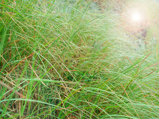 Green meadow for background