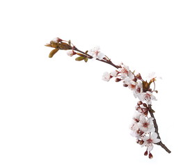Cherry blossom branch, isolated on white background