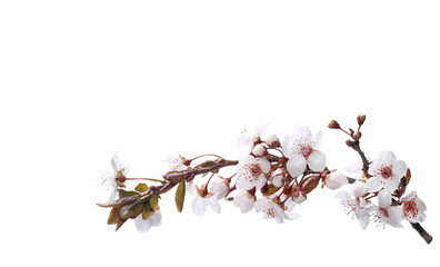 Cherry blossom branch, isolated on white background