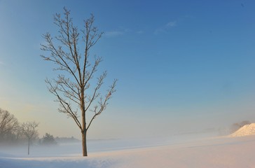 Obraz premium Tree on foggy Snow
