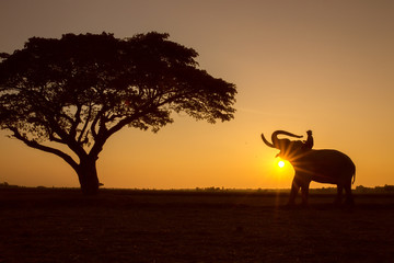 Fototapeta na wymiar Silhouette tree animal elephant and mahout man Sunrise background at Thailand morning time.