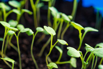 Seedlings in the spring on the pot, Arugula  young plant raised from seed. rocket salad 