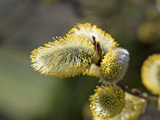 Weidenk&auml;tzchen, Bl&uuml;hende Weide, Salix