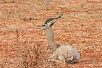Antelope giraffe