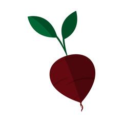 beetroot vegetable icon over white background. colorful design. vector illustration