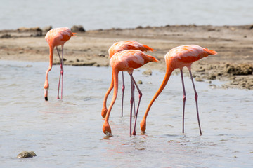 Flamingos im See