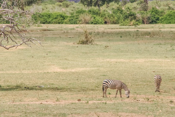 Obraz premium Zebra