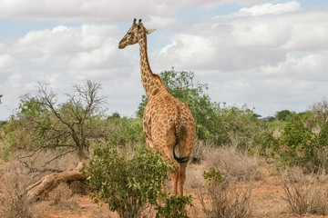 Giraffe