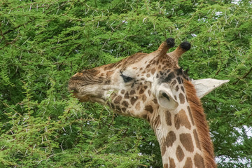 Giraffe