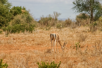 Gazelle