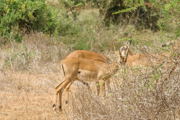 Gazelle