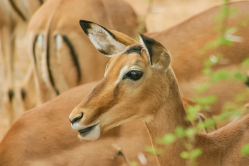 Gazelle