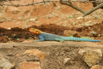 African lizard
