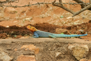 African lizard
