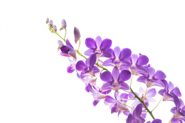 Fototapeta na wymiar Beautiful purple orchid flowers branch isolated on white background