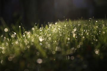 gras voller tau im gegenlicht