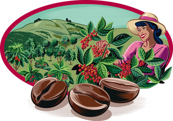 oval frame, with coffee beans and harvesting of coffee on a plantation.