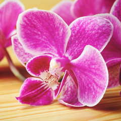 Head of pink orchid on wooden background