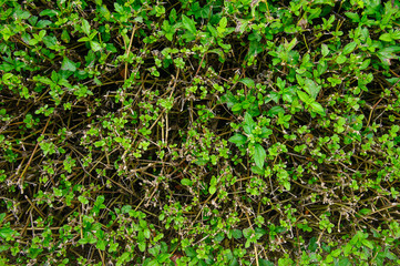 Pests and disease cause amount of damage to green lawns, lawn in bad condition and need maintaining