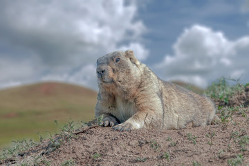 large adult Groundhog