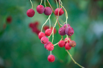 Red berries rowan on a green background close-up. Nature