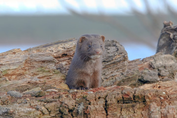 beautiful fluffy black mink
