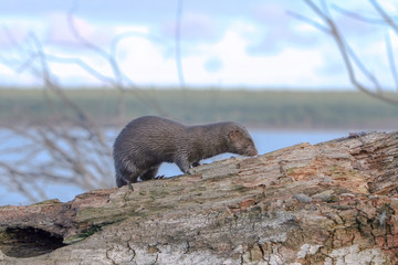 beautiful fluffy black mink