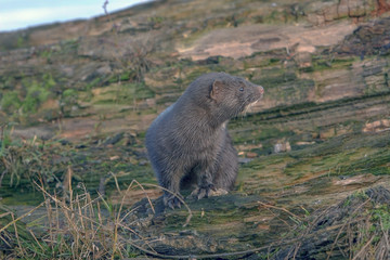 beautiful fluffy black mink