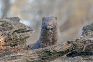 beautiful fluffy black mink