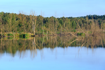 Evening summer lake landscape.